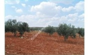 TINAZDERE MAH SATILIK ARAZİ